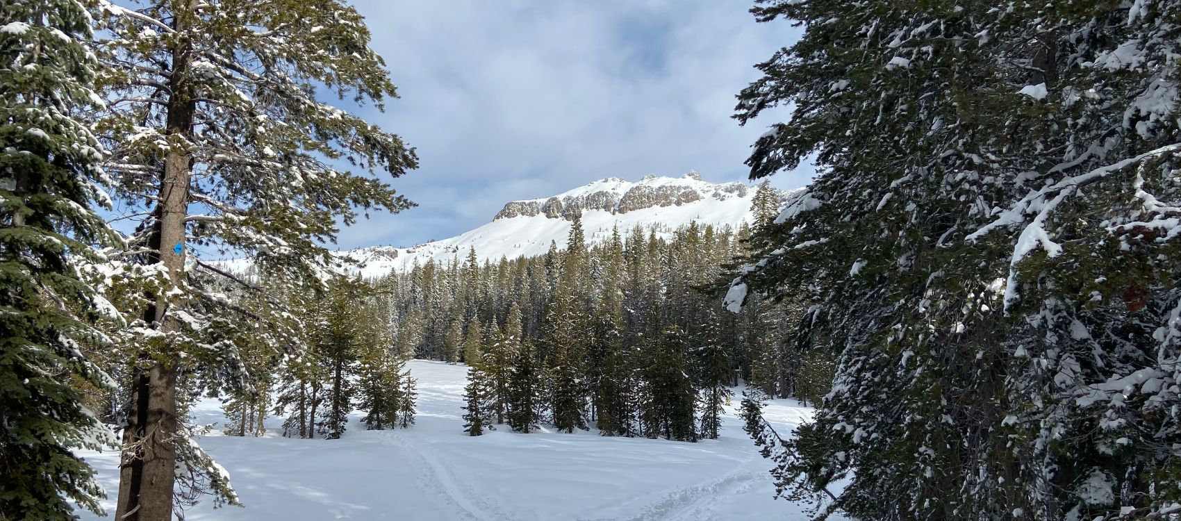 A forest with snow-covered trees in Truckee, CA.