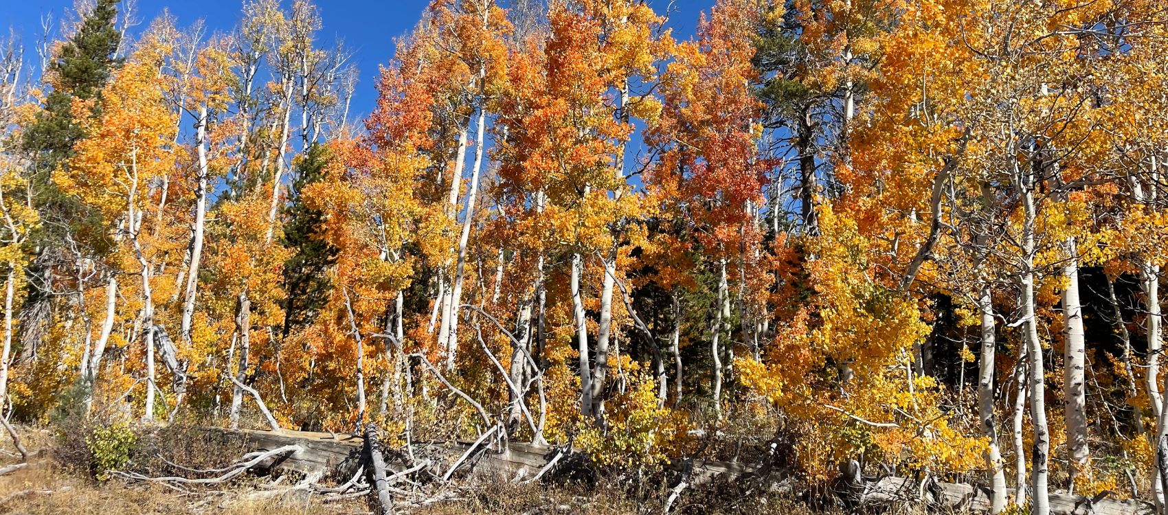 A fall landscape in North Tahoe, CA