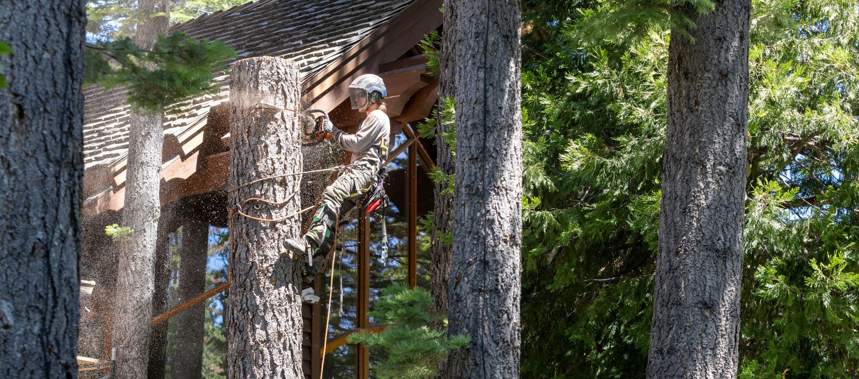 A member of the Arbor Solutions team removing a tree in North Tahoe, CA