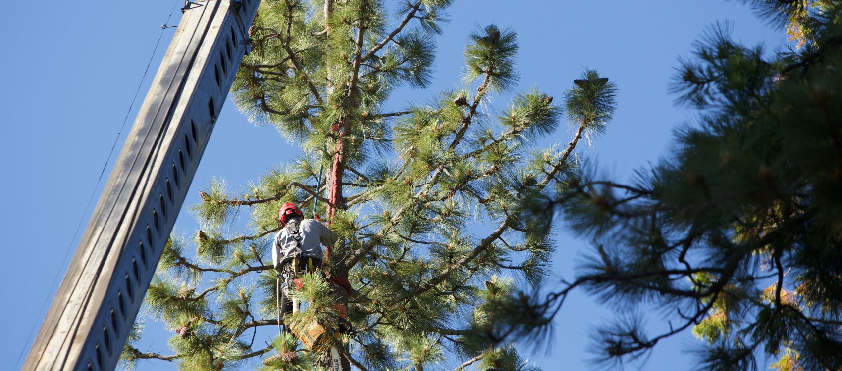 Arbor Solutions using a crane and a climber to remove a conifer near Lake Tahoe, CA.