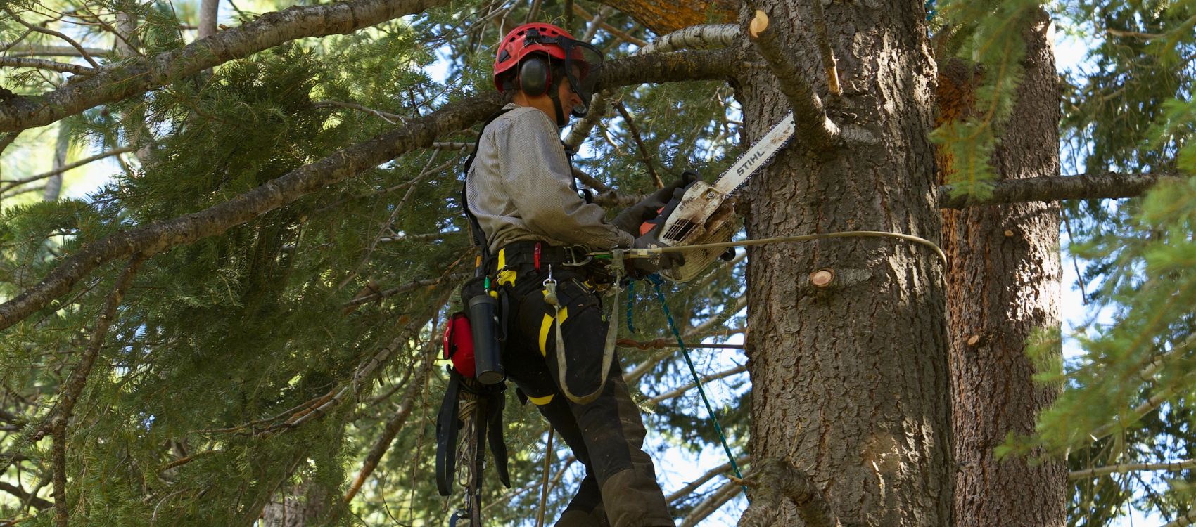 James Piercy of Arbor Solutions pruning a tree in North Lake Tahoe, CA.