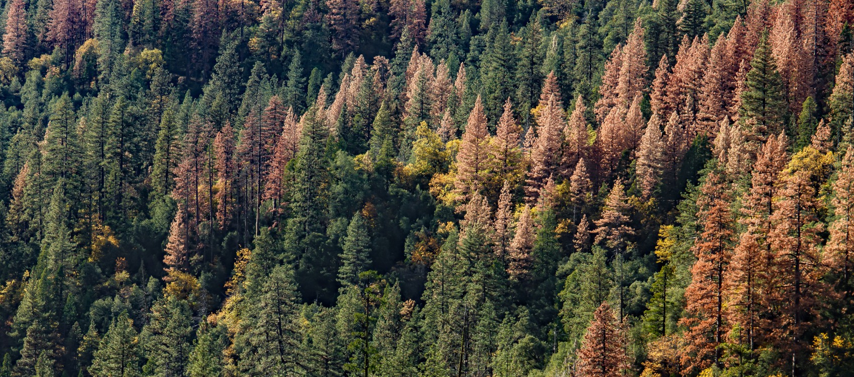 A forest of pine trees that are dying from bark beetle infestations in the Greater Truckee-Tahoe Area.