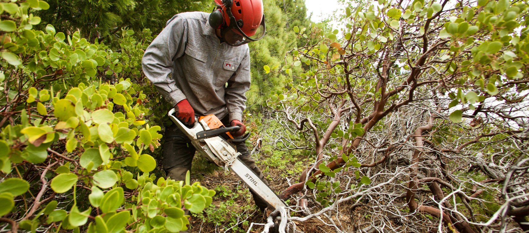 An arborist from Arbor Solutions clearing away vegetation to create defensible space in Truckee, CA.
