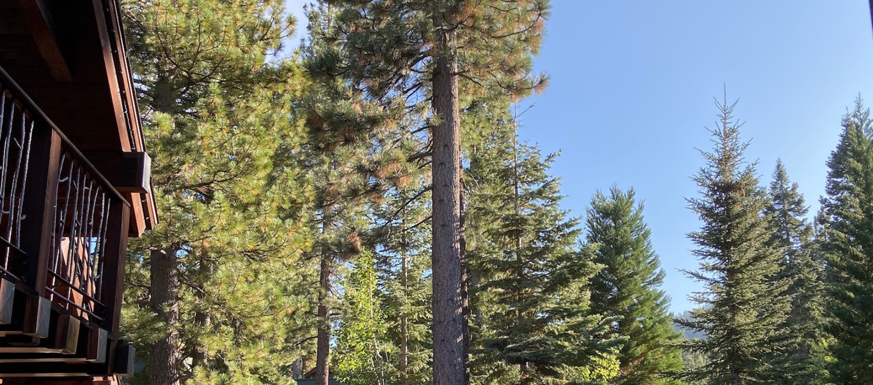 A tree the team at Arbor Solutions pruned in North Lake Tahoe, CA.