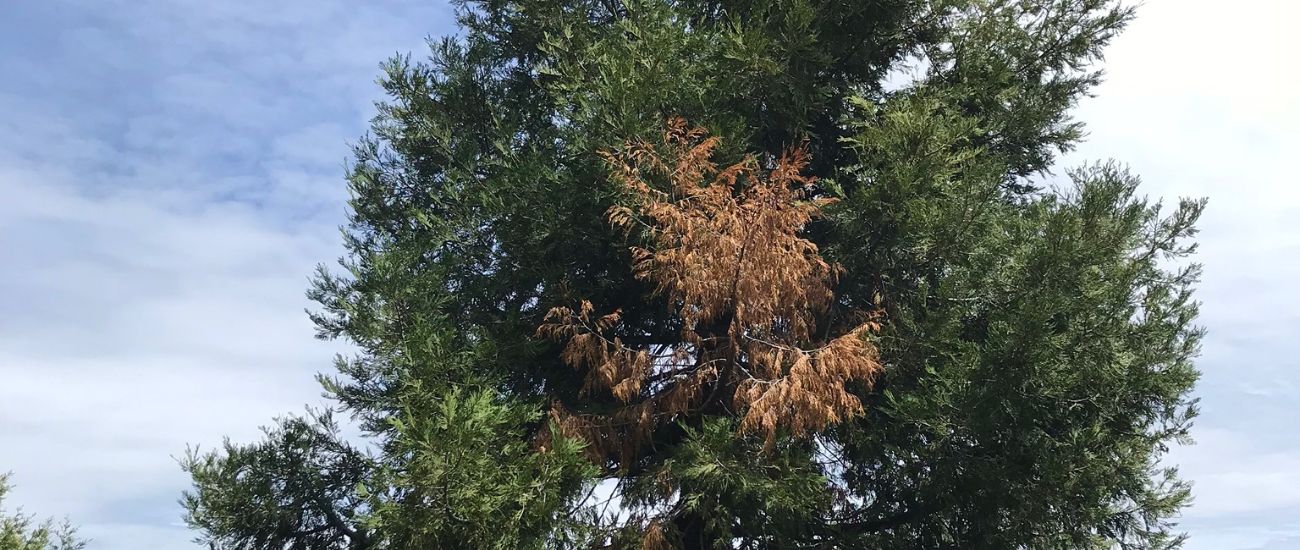 A tree with a dead patch on its canopy due to a disease in Truckee, CA