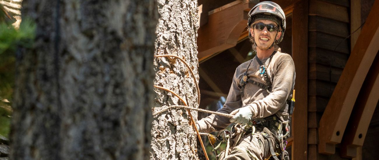 A member of the Arbor Solutions team climbing a tree during removal in North Tahoe, CA