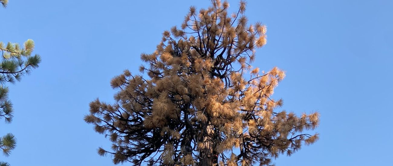 A tree showing signs of decline that the Arbor Solutions team is working on removing.