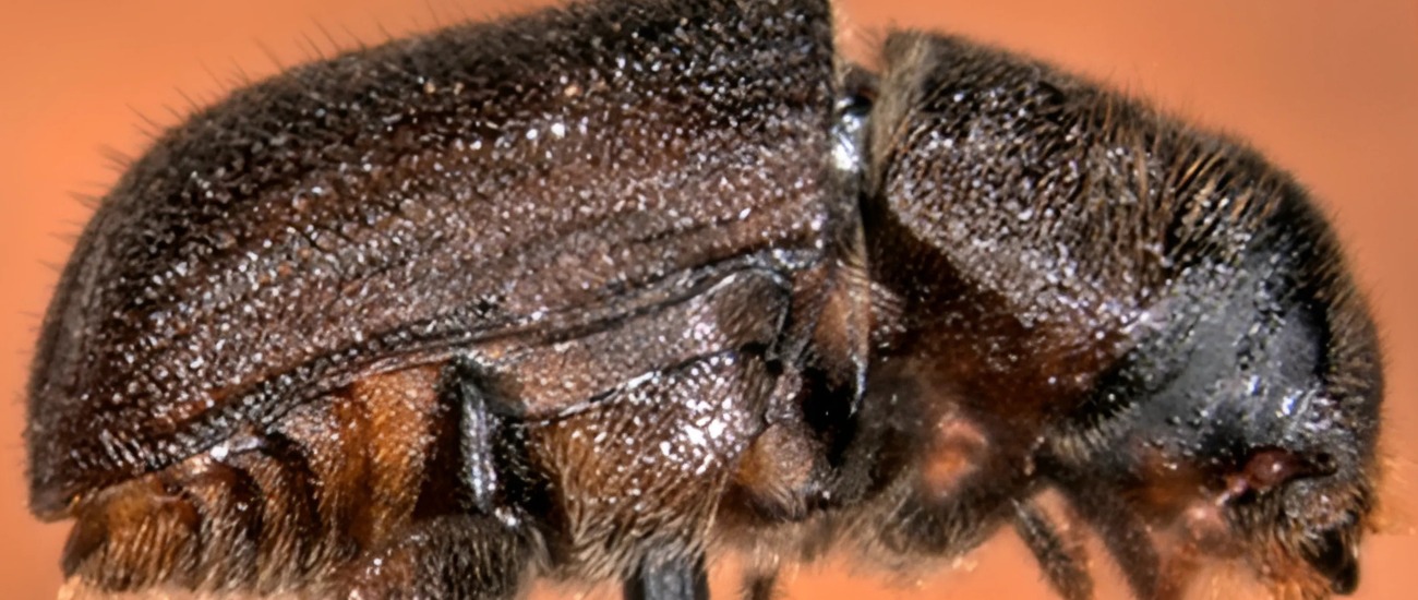 A close up photo of a mountain pine beetle in Tahoe City, CA.