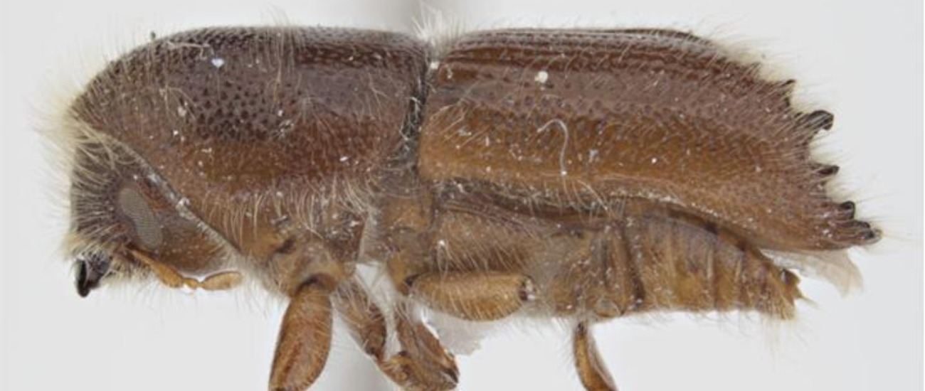 A photo of a California fivespined ips in Olympic Valley, CA