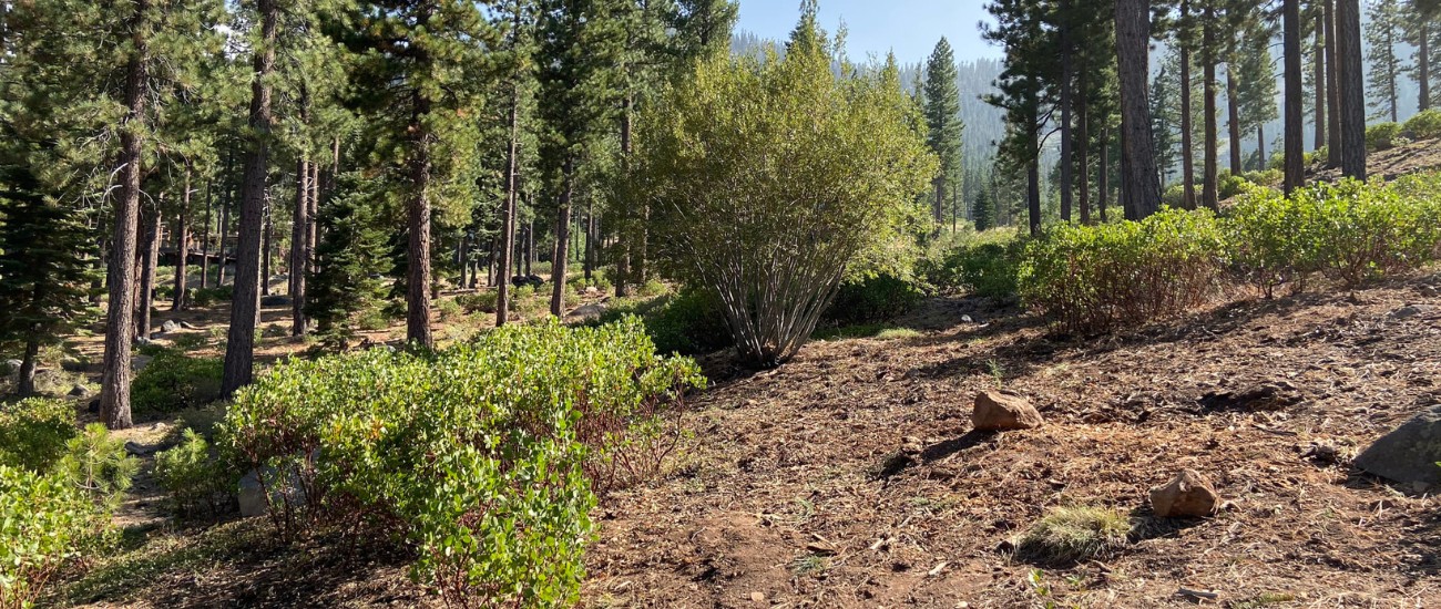A property with a light amount of vegetation to protect it from wildfires in Tahoe City, CA.