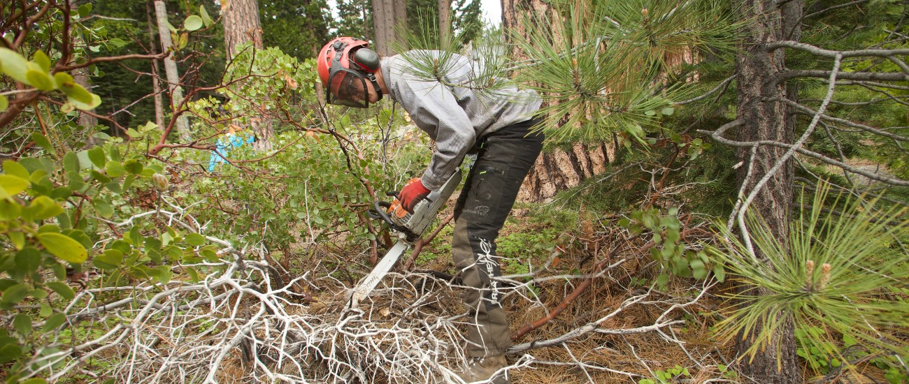 An arborist from Arbor Solutions using a chainsaw to remove vegetation from the ground to create defensible space in Tahoma, CA.
