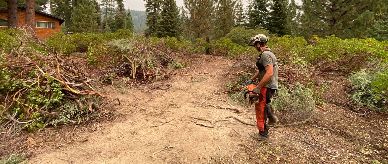 A member of the Arbor Solutions team inspecting an area to determine what to remove for defensible space in Kings Beach, CA.