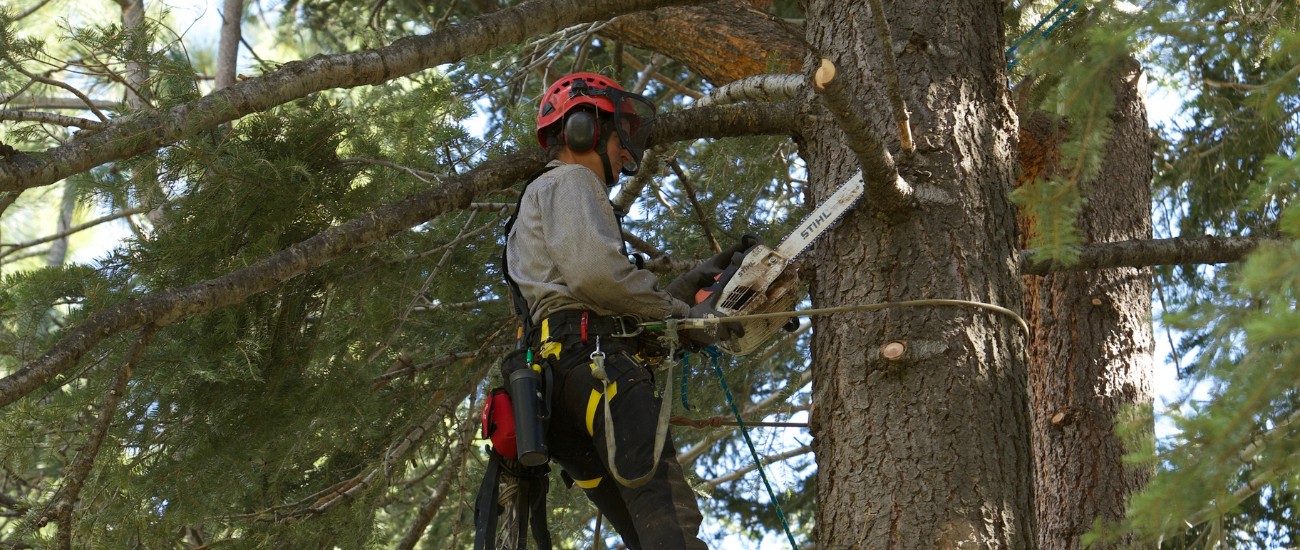 An arborist in a tree performing tree pruning in Donner Lake, CA.