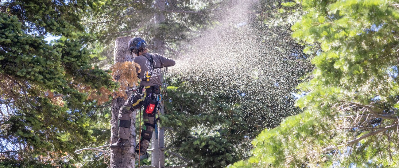 An arborist from Arbor Solutions removing a tree in North Lake Tahoe, CA.