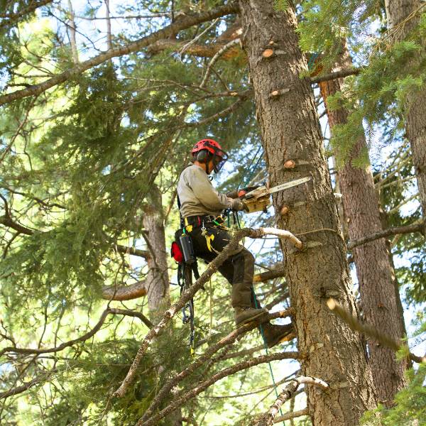 Arbor Solutions arborist pruning a tree