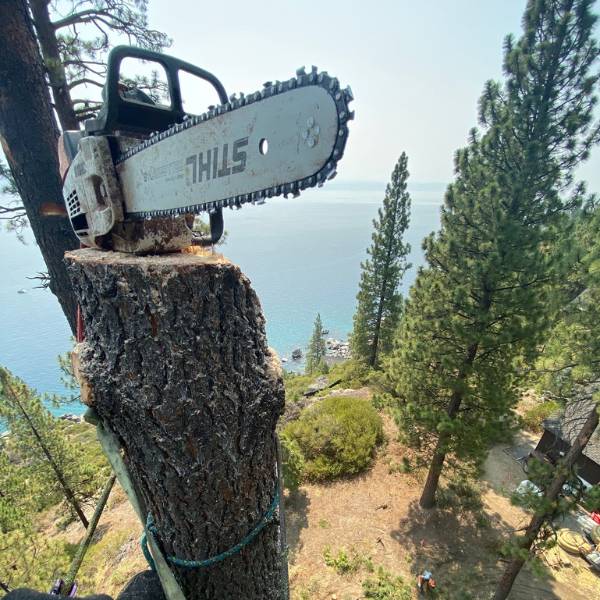 Chainsaw used for removal work