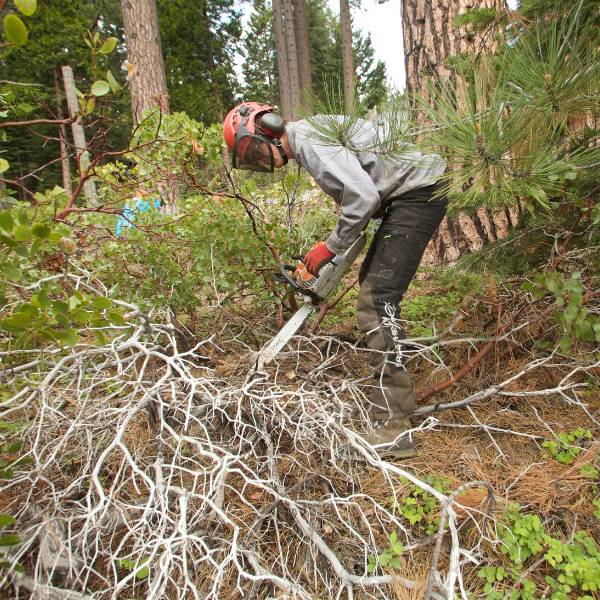 Roots removal with chainsaw for defensible space work