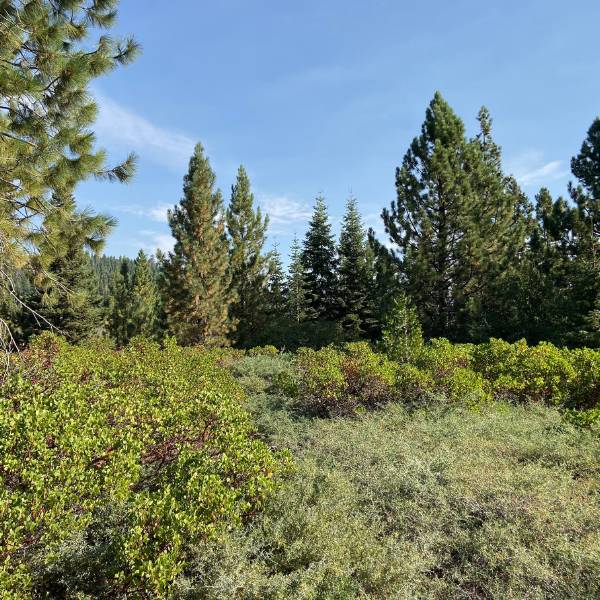 Field with pines at Truckee-Tahoe Region