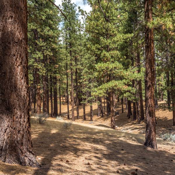 Landscape of Truckee-Tahoe Region